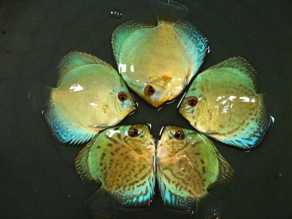 High Quality Discus For Sale
