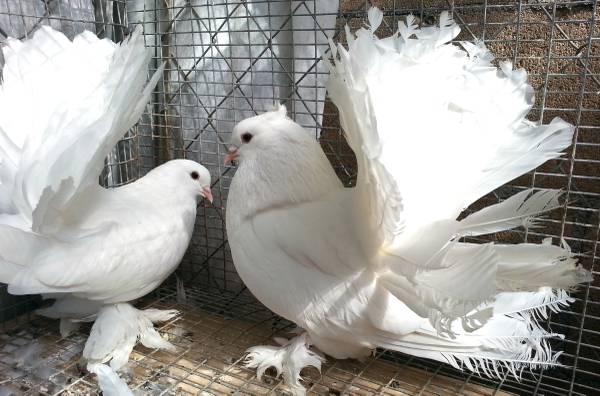 Young Indian Fantail Pigeon Pair