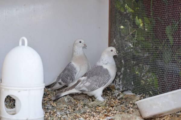 Pigeons For weddings or for sale