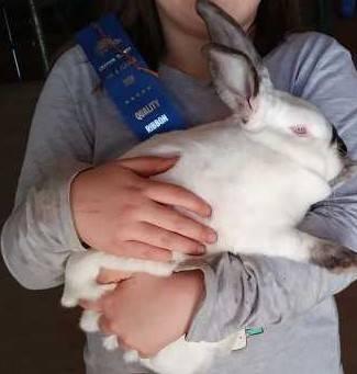 Rabbits for 4H - FFA SHOWS