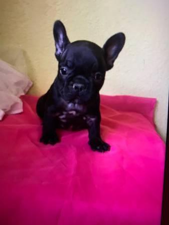 AKC French Bull Dogs