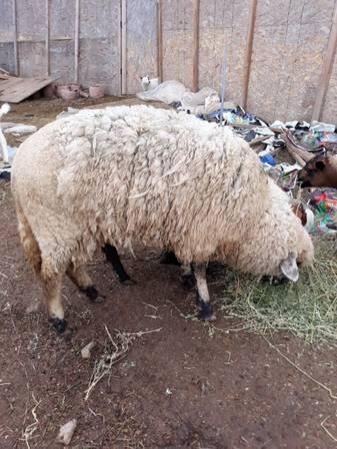Sheep 2 Rams 2 Pregnant Females