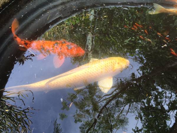 Large beautiful koi fish for pond