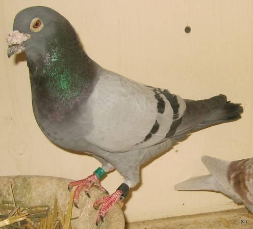 {@â¿@}Awesome Racing Pigeons~ Champion Bloodlines (Palomas en Venta)