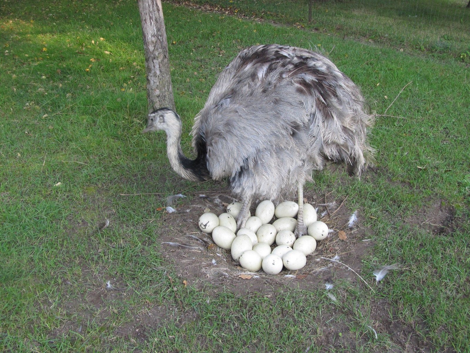 ostrich,Emu,Macaw chicks and eggs at (205) 4197469