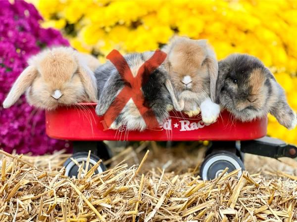 Absolute sweetheart baby holland lop bunnies