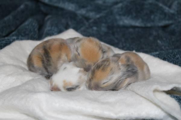 Pure Bred Holland Lop Baby Bunnies