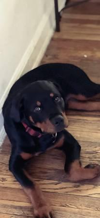 Rottweiler in need of a new home