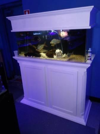 90 gallon freshwater aquarium with BIG Fish