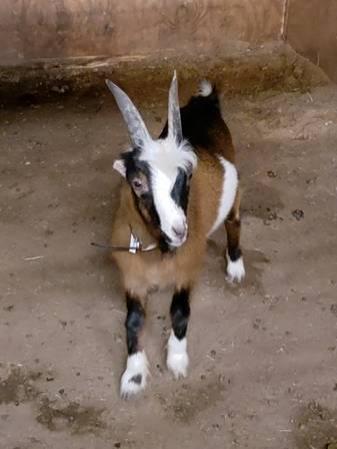 1.5 yr old nigerian dwarf billy goat