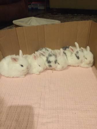 Holland lop rabbits