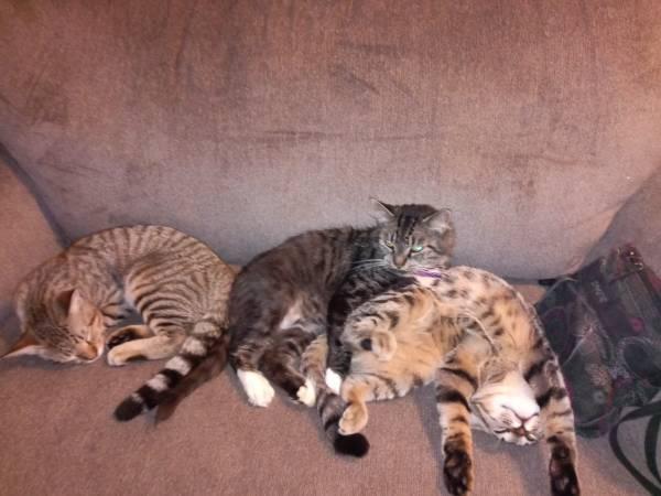 2 male bangle cats 5 months old