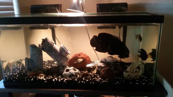 Beautiful fish and tank for sale