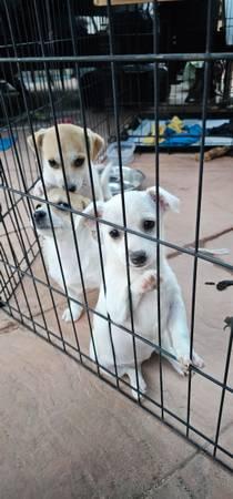 Pomeranian/rat terrier puppies for rehome 8 weeks old