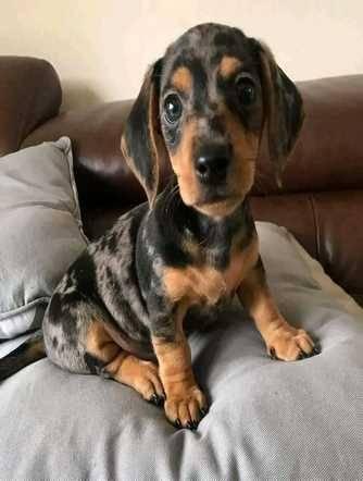 Beautiful dachshund puppies available