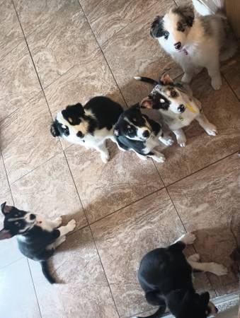 Border Collie Husky Puppy puppies