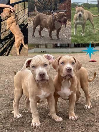 Beautiful Red & Fawn Merle XL Bully Puppies!