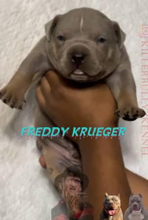 American bully puppies puppy