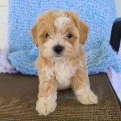 Awesome Maltipoo Puppies!