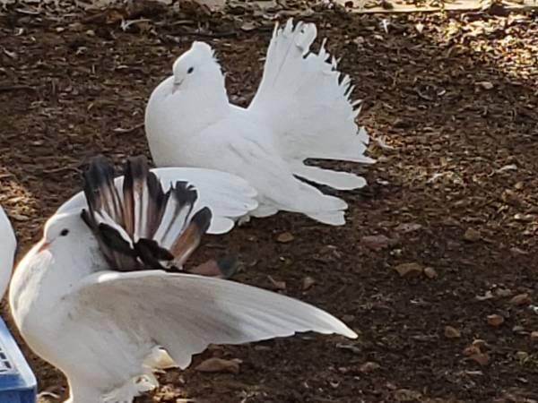 INDIAN FANTAIL PIGEONS