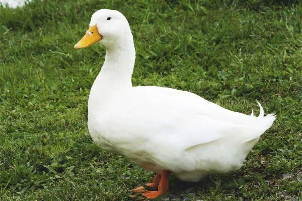 White Peking ducks 4 months old (6 available)