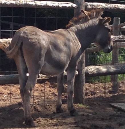 Standard Guard donkey for sale - Jack
