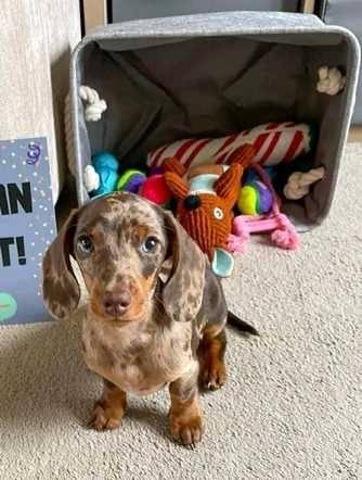 Lovely dachshund puppies ready