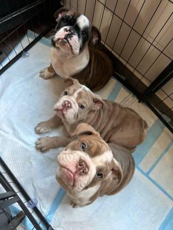 🐾 Adorable AKC English Bulldog Puppies - Vaccinated and Ready for Loving Home