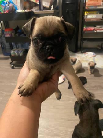 pug puppies for rehoming