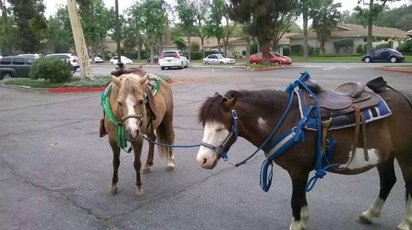 Pony Rides and Petting Zoos for your Party, Event, or Church