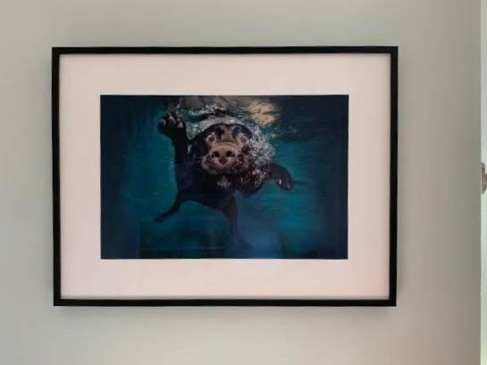 Wall Art, Art Print, Underwater Dogs, Photo by Seth Casteel