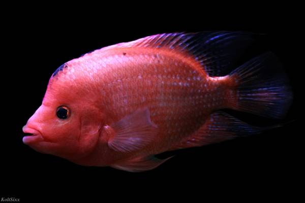 Red Mammon, Super King Kong Parrot and Pearsei Cichlid for sale