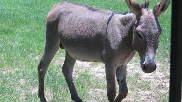 Donkey Jack For Sale