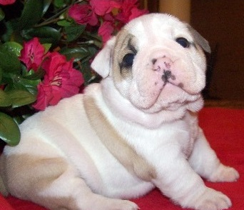 vet Checked Male and female English Bulldog puppies
