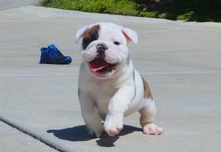 Adorable Male and Female English Bulldog Puppies