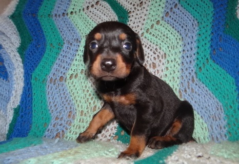 Akc Registered Male and female Doberman Pinscher puppies
