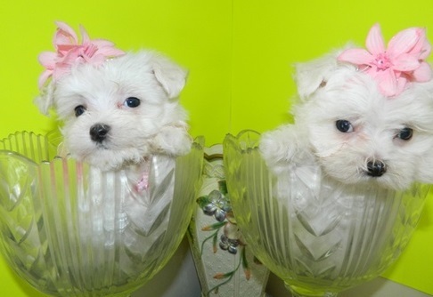 asdcfvg Male and female Maltese puppies