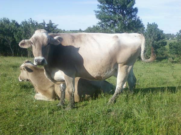 Dairy cows & polled heifer calves Brown Swiss family cow