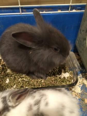 Lionhead rabbits / bunny for sale