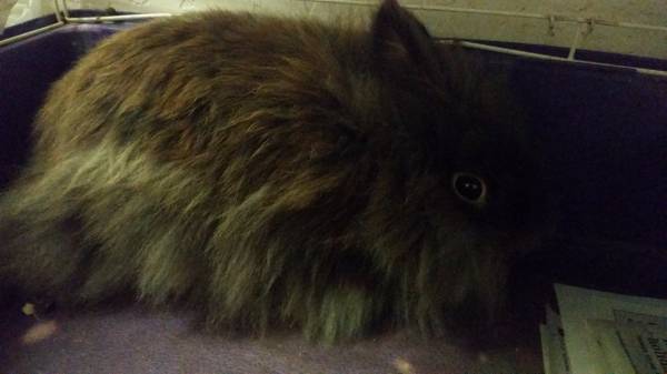Sweet Fluffy Lionhead Bunny Rabbit with Cage