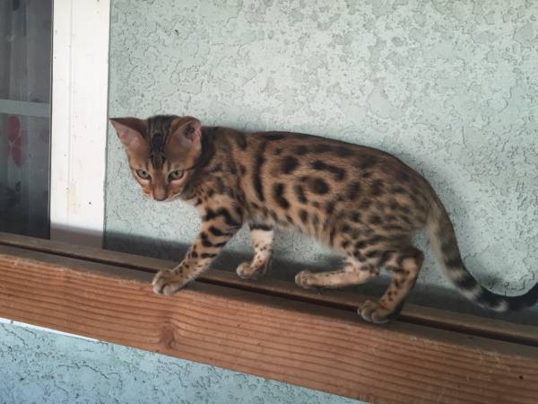 Male bengal kitten for sale