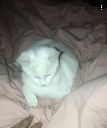 White cat for adoption