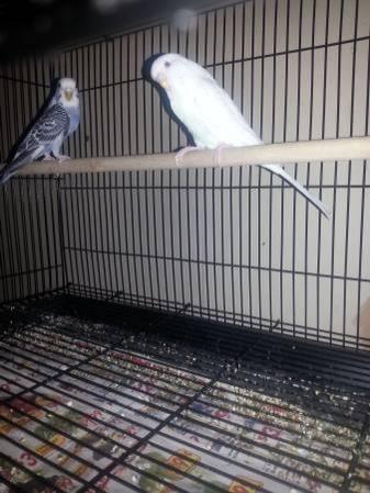 parakeet pair for sale: 2 parakeet bird female and male