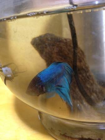Betta Fish with automatic Feeder & Supplies