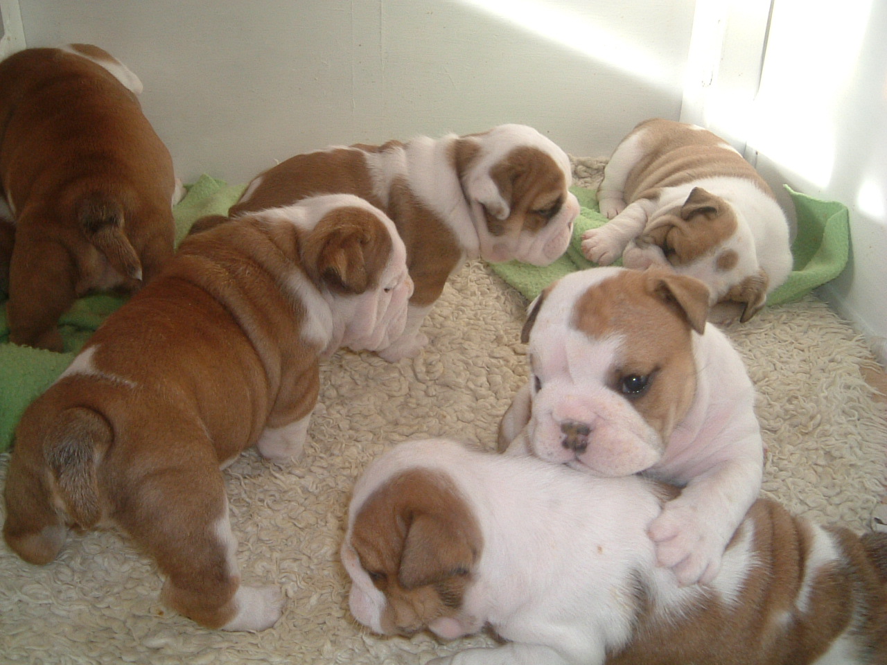 Akc registered English Bulldog puppies for sale