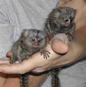 Twin finger Marmosetsand White faced Capuchin Monkeys Available