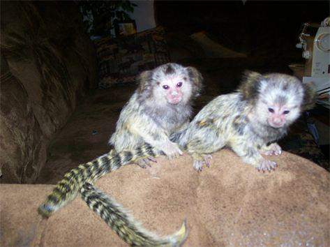 pygmy marmoset monkeys available