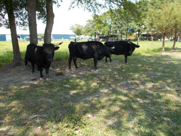 Dexter Cattle For Sale: Bull, Heifers Cows and Calf