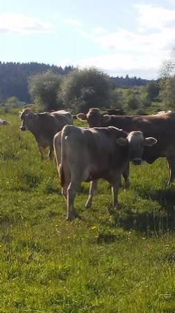 Brown Swiss Milk cows
