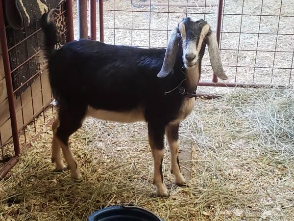Purebred nubian goat adga and free bonus (open doe) goat with purchase